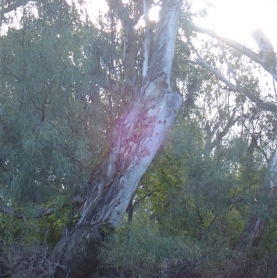 Unidentified Gum Tree by MB