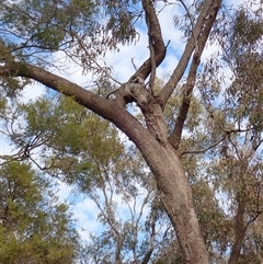 Unidentified Gum Tree by MB