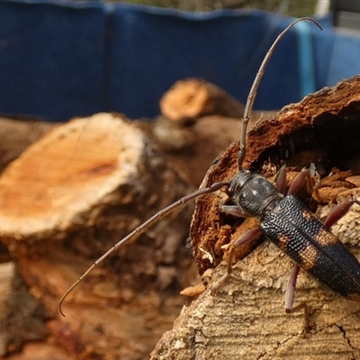 Phoracantha punctata (Longhorn beetle) at Borough, NSW - 16 Oct 2024 by Paul4K