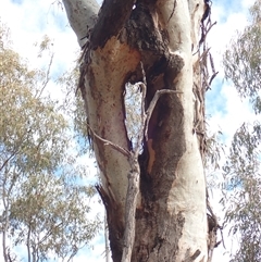 Unidentified Gum Tree by MB