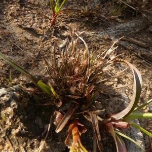 Centrolepis fascicularis at suppressed - 16 Oct 2024