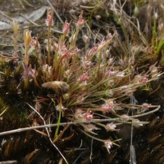 Centrolepis fascicularis at suppressed - 16 Oct 2024