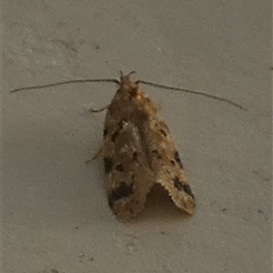 Opsitycha squalidella at Borough, NSW - suppressed