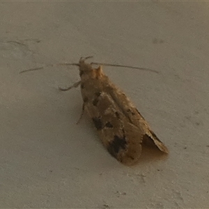 Opsitycha squalidella at Borough, NSW - suppressed