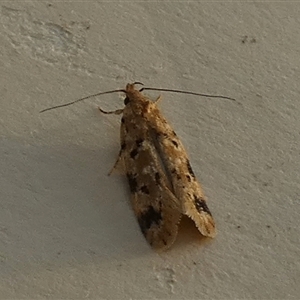 Opsitycha squalidella at Borough, NSW - suppressed
