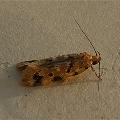 Opsitycha squalidella at Borough, NSW - suppressed