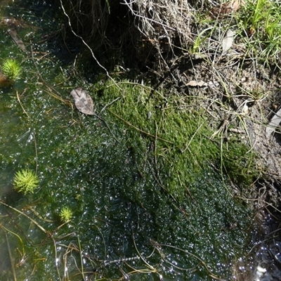 Chara sp. (genus) (A charophyte green algae) at Borough, NSW - 16 Oct 2024 by Paul4K