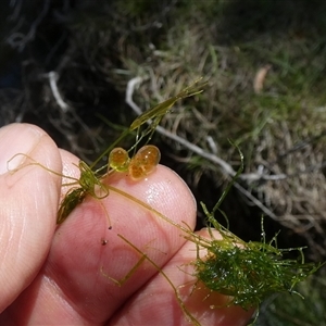 Chara sp. (genus) at suppressed - 17 Oct 2024