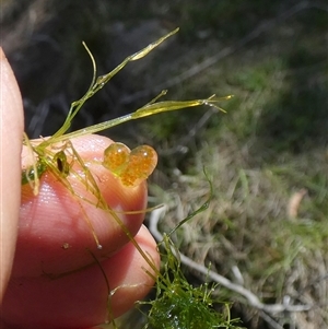 Chara sp. (genus) at suppressed - 17 Oct 2024