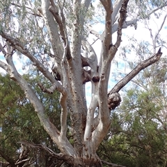 Unidentified Gum Tree by MB