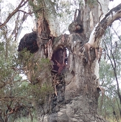 Eucalyptus (genus) (A Gum Tree) at Talwood, QLD - 5 Aug 2022 by MB