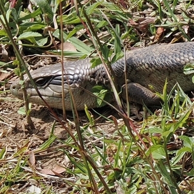 Tiliqua scincoides scincoides at Kangaroo Valley, NSW - 18 Oct 2024 by lbradley