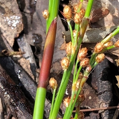 Baloskion tetraphyllum subsp. meiostachyum at Kungala, NSW - 18 Oct 2024 by donnanchris