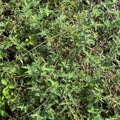 Solanum chenopodioides at Kangaroo Valley, NSW - 18 Oct 2024 by lbradley