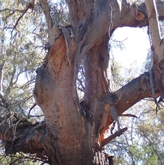 Eucalyptus sp. (A Gum Tree) at Talwood, QLD - 7 Aug 2022 by MB