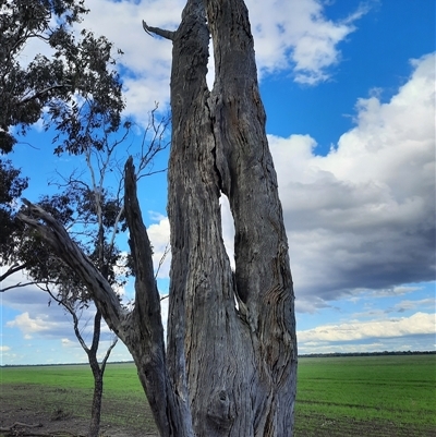 Eucalyptus sp. (A Gum Tree) at Mungindi, NSW - 7 Aug 2022 by MB