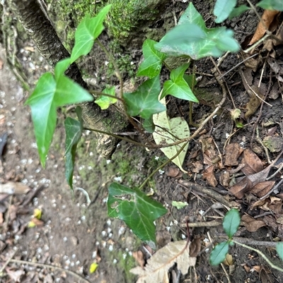 Hedera helix (Ivy) at Kangaroo Valley, NSW - 18 Oct 2024 by lbradley