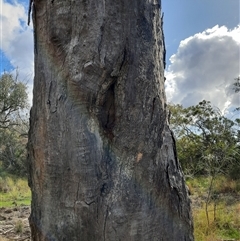 Eucalyptus sp. (A Gum Tree) at Mungindi, NSW - 7 Aug 2022 by MB