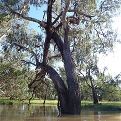 Eucalyptus (genus) (A Gum Tree) at Collarenebri, NSW - 22 Apr 2022 by MB