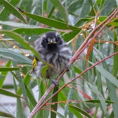 Phylidonyris niger X novaehollandiae (Hybrid) (White-cheeked X New Holland Honeyeater (Hybrid)) at Fyshwick, ACT - 18 Oct 2024 by rawshorty