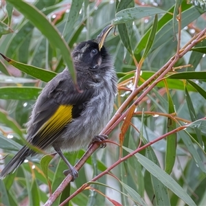 Phylidonyris niger X novaehollandiae (Hybrid) at Fyshwick, ACT - 18 Oct 2024