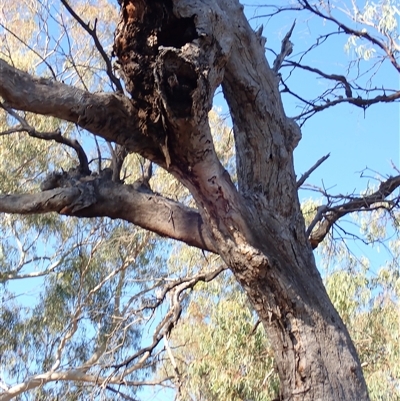 Eucalyptus sp. (A Gum Tree) at Collarenebri, NSW - 21 Apr 2022 by MB