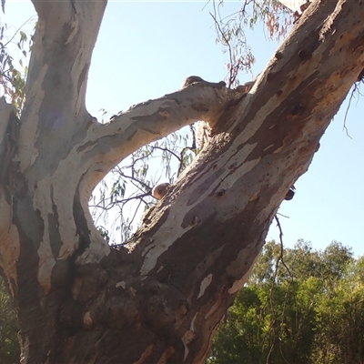 Eucalyptus (genus) (A Gum Tree) at Collarenebri, NSW - 22 Apr 2022 by MB