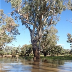 Eucalyptus sp. (A Gum Tree) at Collarenebri, NSW - 21 Apr 2022 by MB