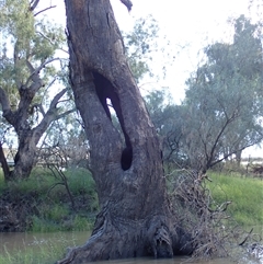 Eucalyptus (genus) (A Gum Tree) at Collarenebri, NSW - 24 Apr 2022 by MB