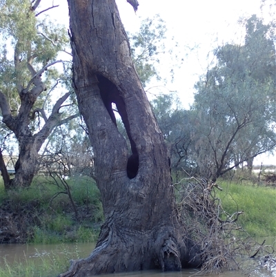 Eucalyptus (genus) (A Gum Tree) at Collarenebri, NSW - 24 Apr 2022 by MB