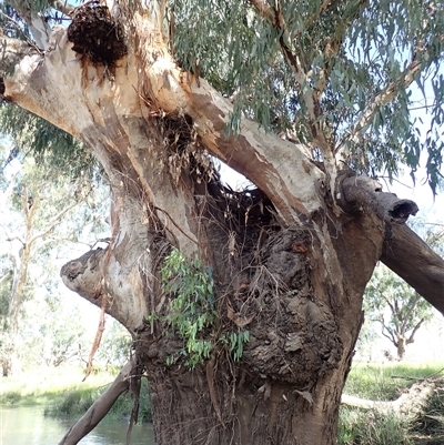 Eucalyptus (genus) (A Gum Tree) at Collarenebri, NSW - 24 Apr 2022 by MB