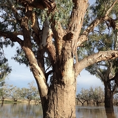 Eucalyptus sp. (A Gum Tree) at Collarenebri, NSW - 24 Apr 2022 by MB