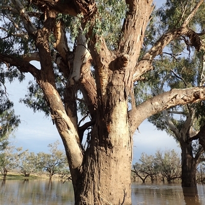 Eucalyptus sp. (A Gum Tree) at Collarenebri, NSW - 24 Apr 2022 by MB