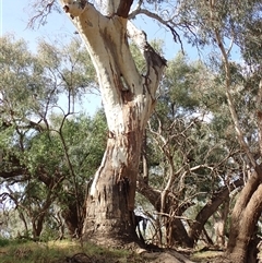Eucalyptus (genus) (A Gum Tree) at Walgett, NSW - 25 Apr 2022 by MB