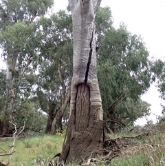 Eucalyptus sp. (A Gum Tree) at Walgett, NSW - 25 Apr 2022 by MB