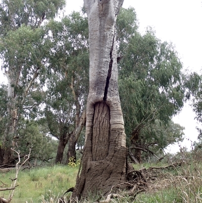 Eucalyptus (genus) (A Gum Tree) at Walgett, NSW - 25 Apr 2022 by MB