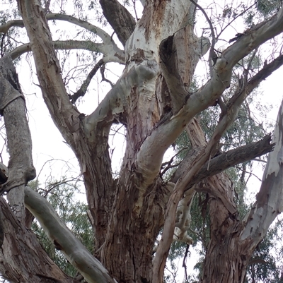 Eucalyptus sp. (A Gum Tree) at Walgett, NSW - 26 Apr 2022 by MB