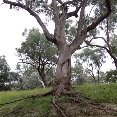 Eucalyptus (genus) (A Gum Tree) at Walgett, NSW - 26 Apr 2022 by MB