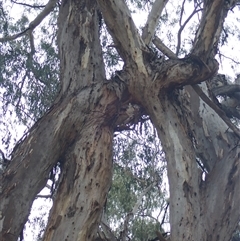 Eucalyptus sp. (A Gum Tree) at Walgett, NSW - 26 Apr 2022 by MB