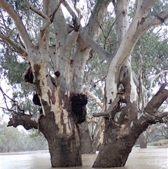 Eucalyptus sp. (A Gum Tree) at Walgett, NSW - 26 Apr 2022 by MB