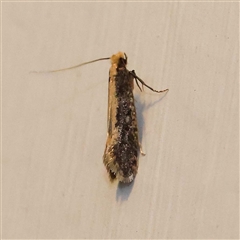 Monopis ethelella at Turner, ACT - 16 Oct 2024 09:10 PM