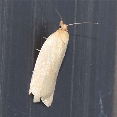 Epiphyas caryotis (A Tortricid moth) at Turner, ACT - 16 Oct 2024 by ConBoekel