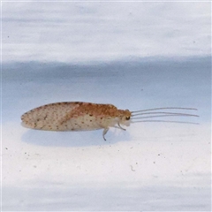 Micromus tasmaniae (Tasmanian Brown Lacewing) at Turner, ACT - 16 Oct 2024 by ConBoekel