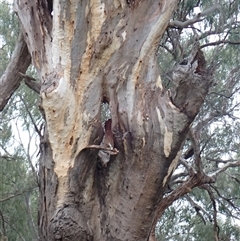 Eucalyptus (genus) (A Gum Tree) at Walgett, NSW - 27 Apr 2022 by MB