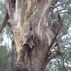 Eucalyptus sp. (A Gum Tree) at Walgett, NSW - 26 Apr 2022 by MB