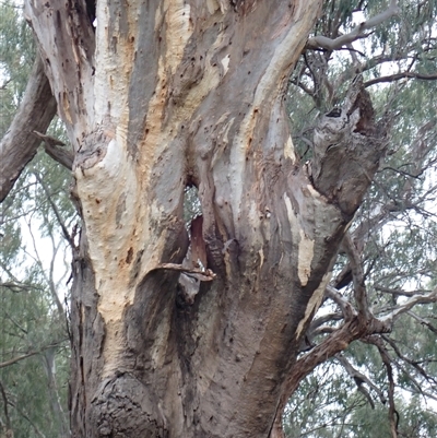 Eucalyptus sp. (A Gum Tree) at Walgett, NSW - 26 Apr 2022 by MB