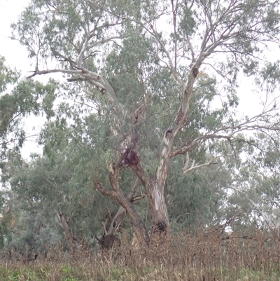 Eucalyptus (genus) (A Gum Tree) at Walgett, NSW - 27 Apr 2022 by MB