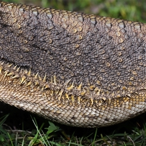 Pogona barbata at Acton, ACT - suppressed