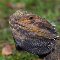 Pogona barbata at Acton, ACT - suppressed