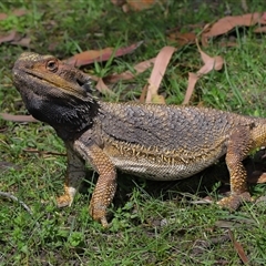 Pogona barbata at Acton, ACT - suppressed